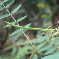 Senna sophera (L.) Roxb.